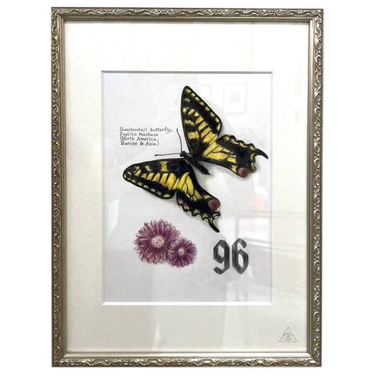 Swallowtail butterfly96